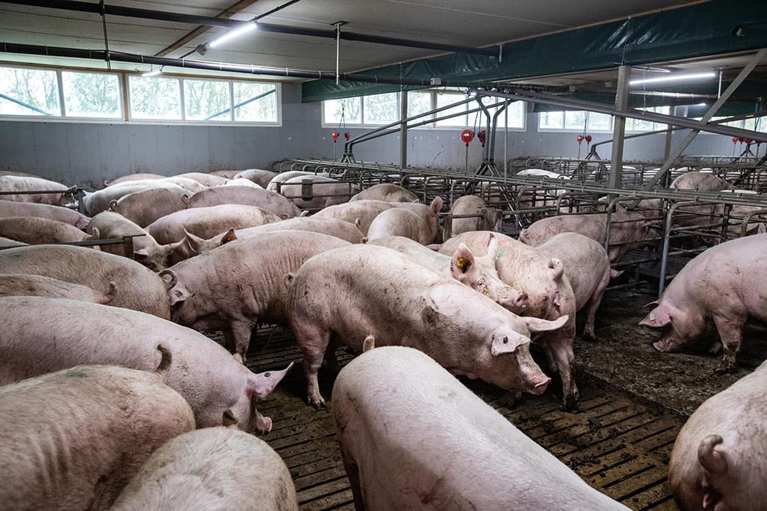Een varkenshouderij in Nederland, symbool van een sector in transitie. Ondanks een topjaar in 2023, staan boeren voor belangrijke beslissingen over stoppersregelingen en nieuwe eisen van het Beter Leven-keurmerk. - Foto: Ronald Hissink