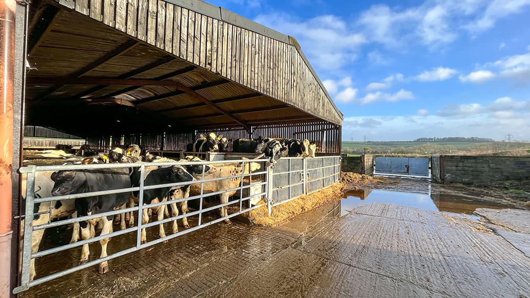 Een magere 4% van de boeren in Engeland is ronduit optimistisch over de toekomst en 37% ietwat positief. Maar 59% heeft weinig tot geen vertrouwen in de komende jaren.  - Foto: Marleen Purmer