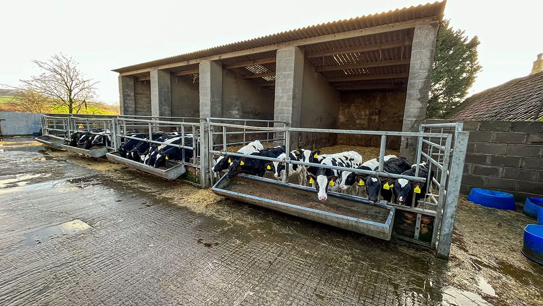 Het bedrijf groeide de laatste jaren flink en er zijn veel koeien aangekocht. Een aantal hebben paratuberculose, die worden nu weer uitgeselecteerd. Daarom is er ook veel jongvee aanwezig.