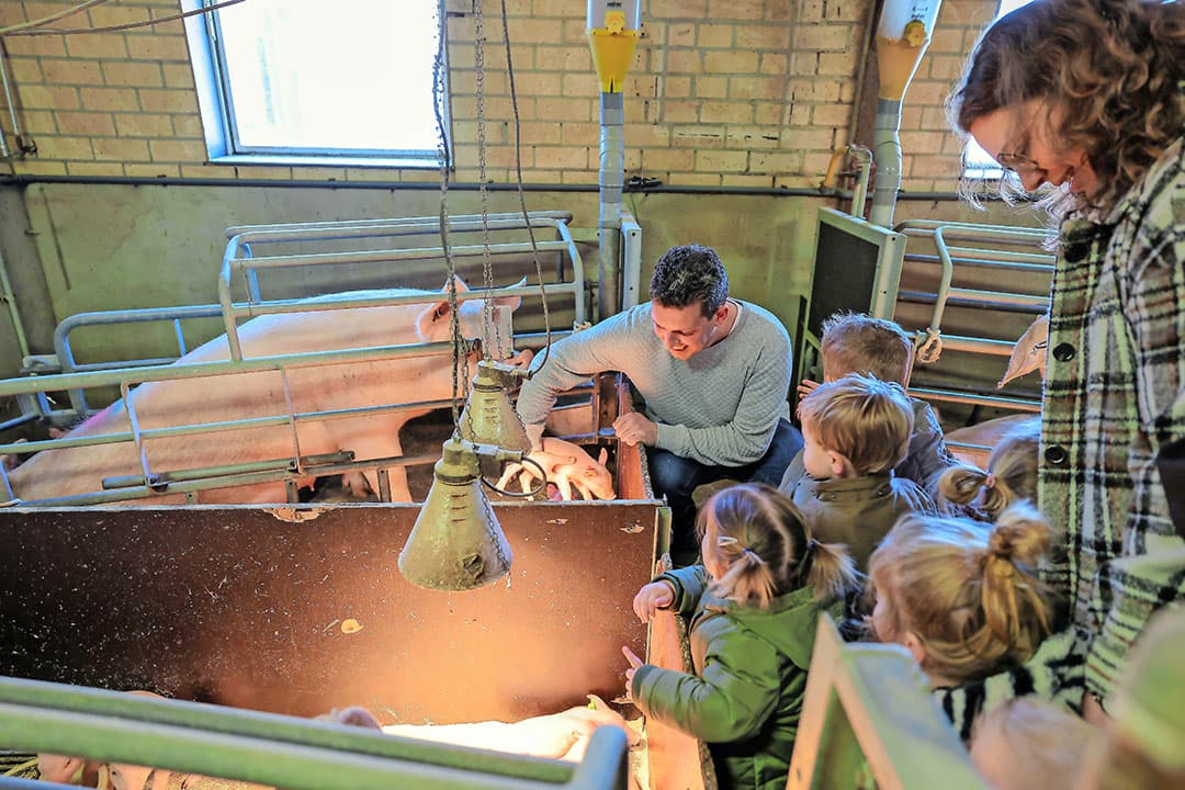 Bijna elke dag komt een groepje peuters en kleuters bij de varkens kijken. Meestal is Arno er dan zelf ook even bij. - Foto's: Bert Jansen varkens vleesverkoop kinderopvang