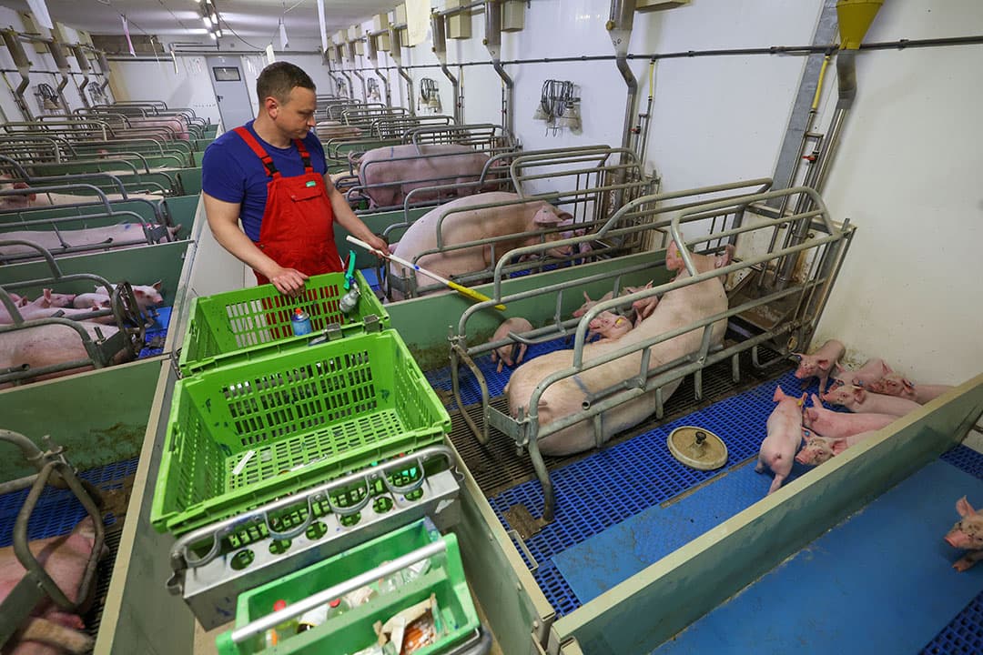 De controle van de biggen in de kraamstal.