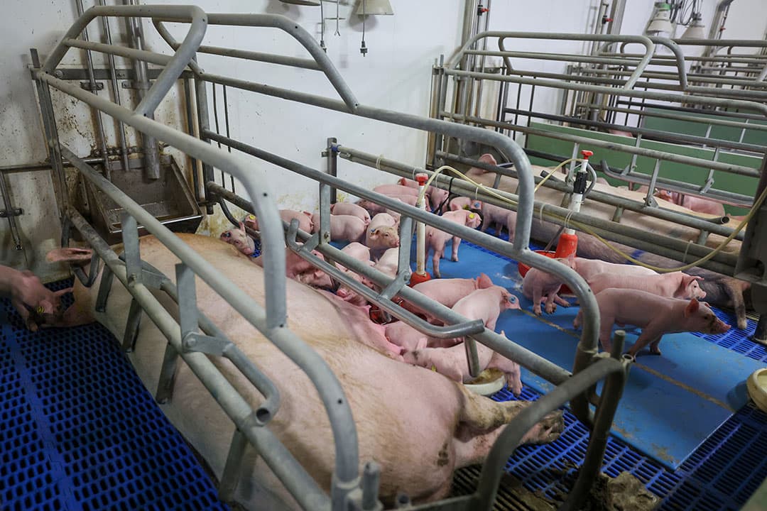 Onderdeel van het tomenbeleid is het samenvoegen van overtallige biggen bij twee zeugen, waarbij melkvervanger wordt verstrekt.