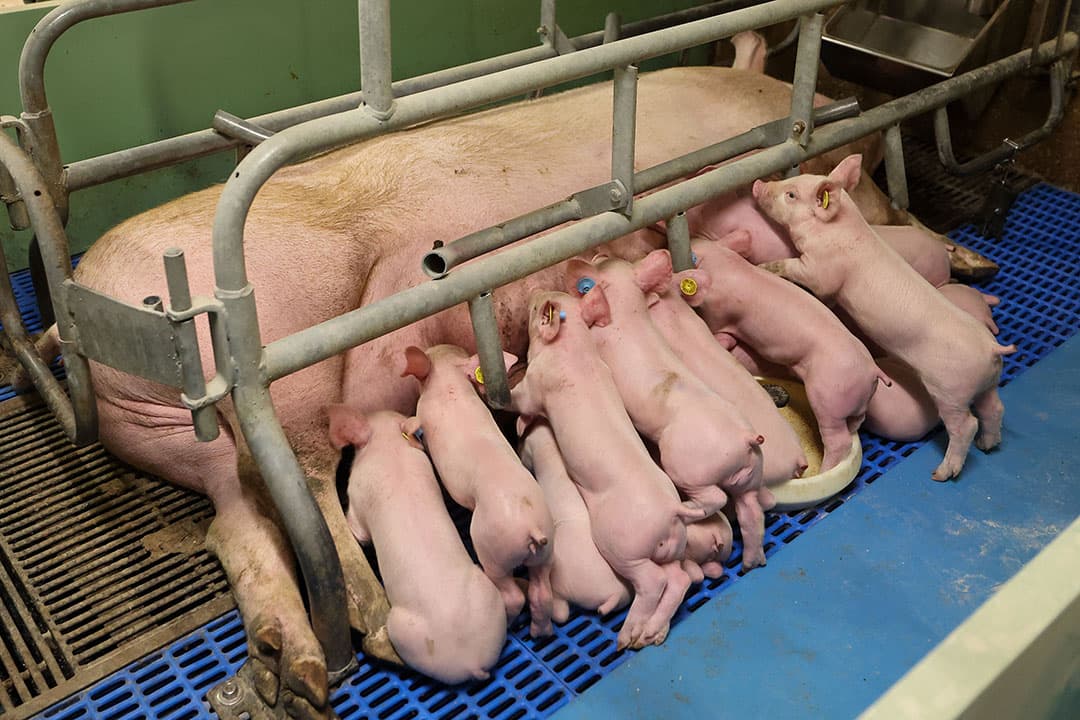De zuigende biggen zien er goed uit. De goede start van de dieren moet zich vertalen in een snellere groei van de vleesvarkens.