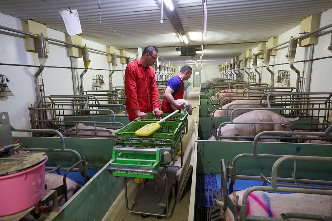 investeren vleesvarkens uitbreiden zeugen
