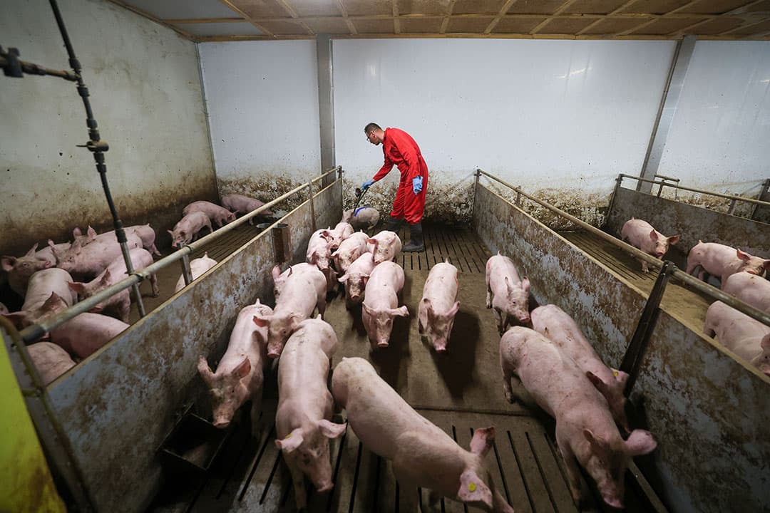 De verzorging van de vleesvarkens ligt bij Bogdan. Het streven is dat de groei eind dit jaar op een kilo per dag zit.
