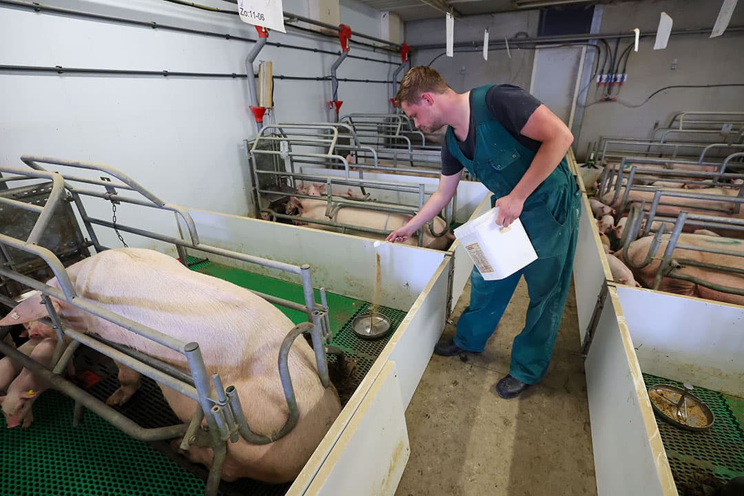 De laatste vijf dagen voor spenen is het klaar met vloeibare prestarter via de cups. Dan krijgen de biggen alleen nog droogvoer uit een kom.