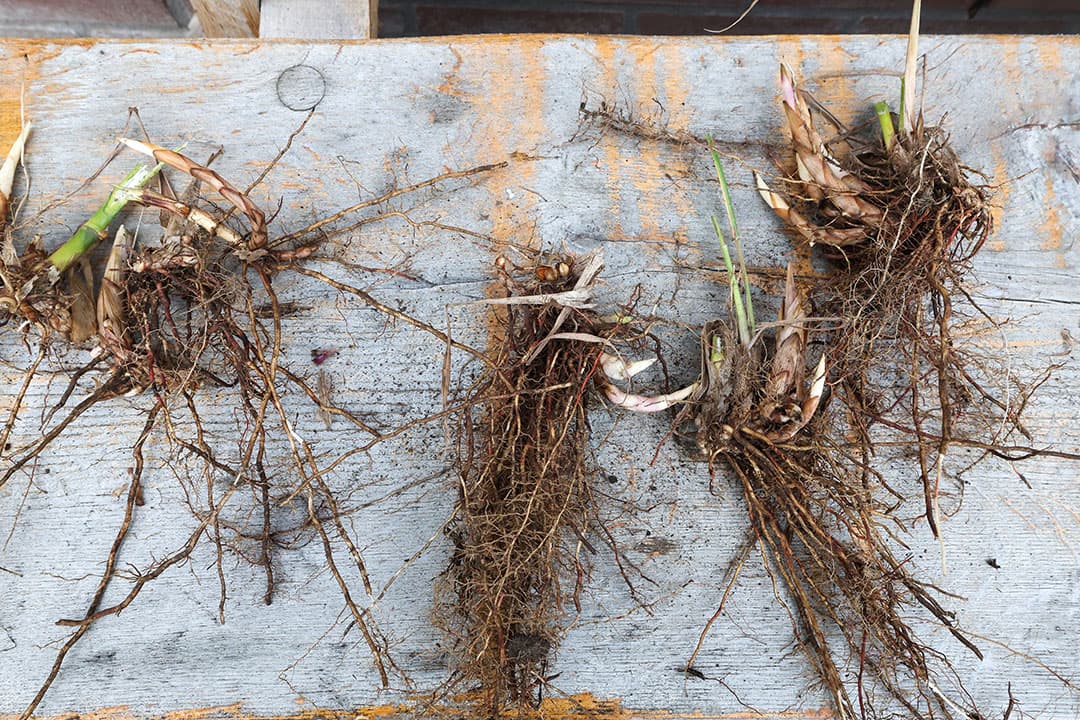 De rhizomen die als uitgangsmateriaal worden verkocht aan grondbezitters die miscanthus willen gaan telen en de rhizomen uitplanten.