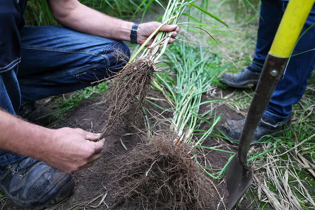 De wortels van miscanthusplanten zijn het bronmateriaal voor de rhizomen (wortelstokken), waaruit weer nieuwe planten kunnen groeien.