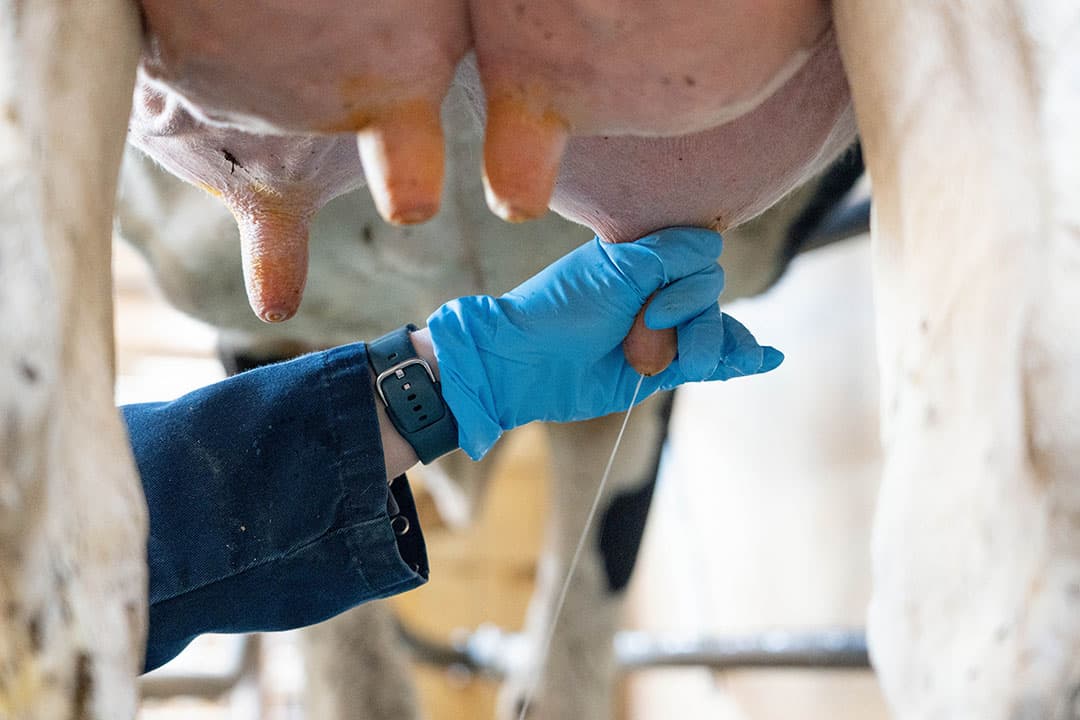 Voorstralen is een van de belangrijkste handelingen in de melkstal om de melkkwaliteit te beoordelen.
