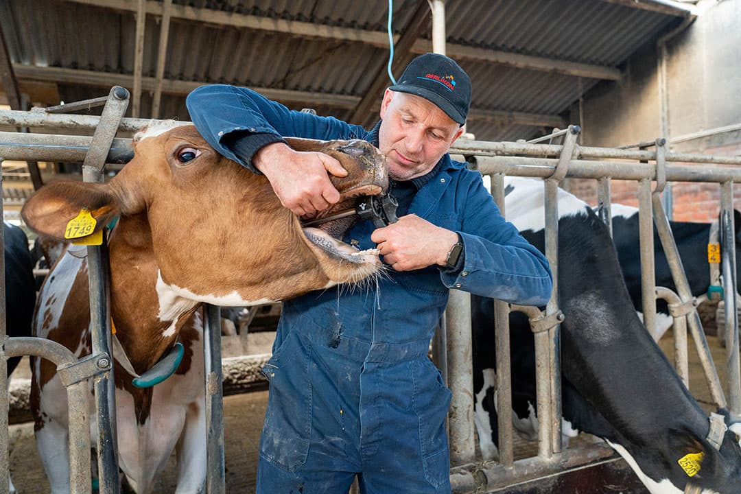 Als een koe afwijkende melk vertoont volgt ingeven van een bolus op basis van natuurlijke middelen. Dit gebeurt aan het voerhek. - Foto's: Jan Willem Schouten