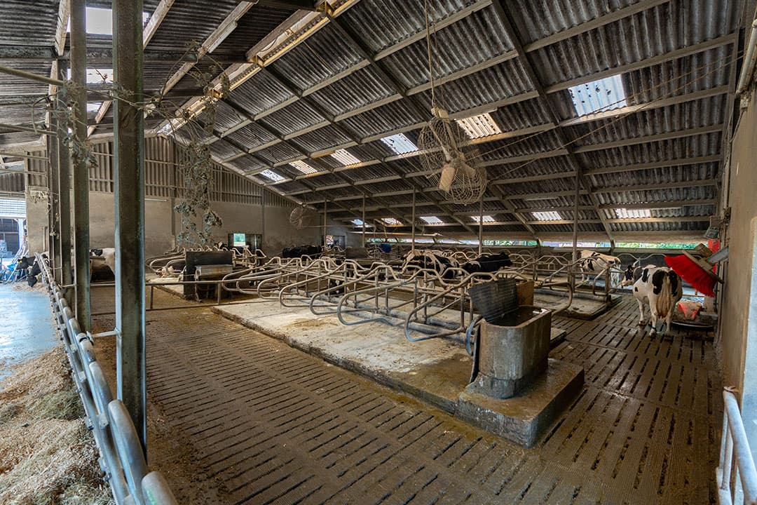 De stal is compleet gerenoveerd met een kartelschoftboom, ventilatoren, waterbedden en opgeruwde roosters. De voergang is voorzien van een nieuwe coating.