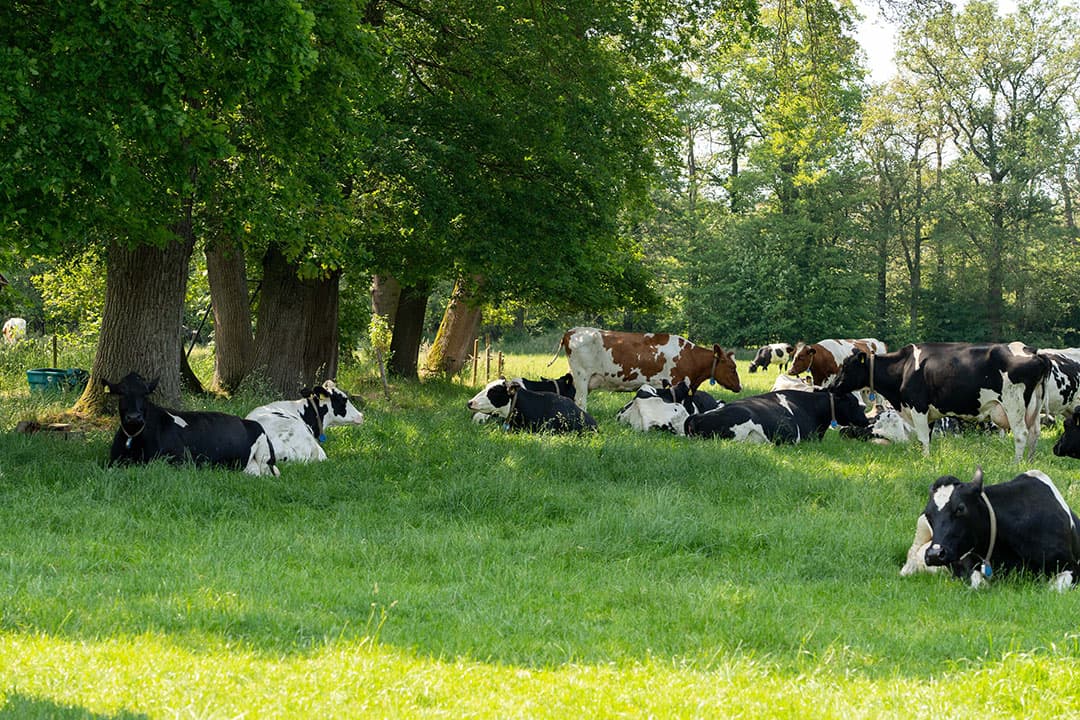 In warme zomers maken koeien dankbaar gebruik van schaduw onder bomen en hagen. Steeds meer veehouders planten bomen en struiken aan om gezondheid en dierenwelzijn te verbeteren. Bij extreme hitte helpt schaduw veel om melkverlies te verminderen. - Foto: Jan Willem Schouten