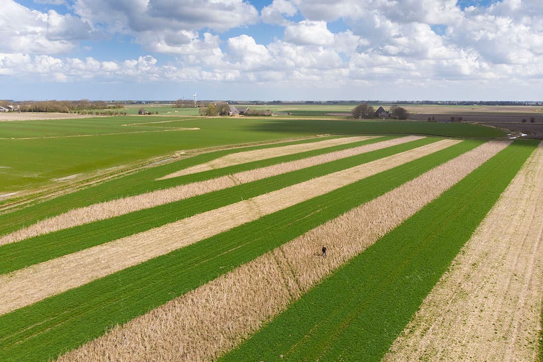 Van der Galiën werkt met natuurbraakstroken die twee jaar blijven staan. Rechts van deze vogelakker, buiten beeld, heeft hij percelen die bestemd zijn voor pootgoedteelt. - Foto's: Mark Pasveer