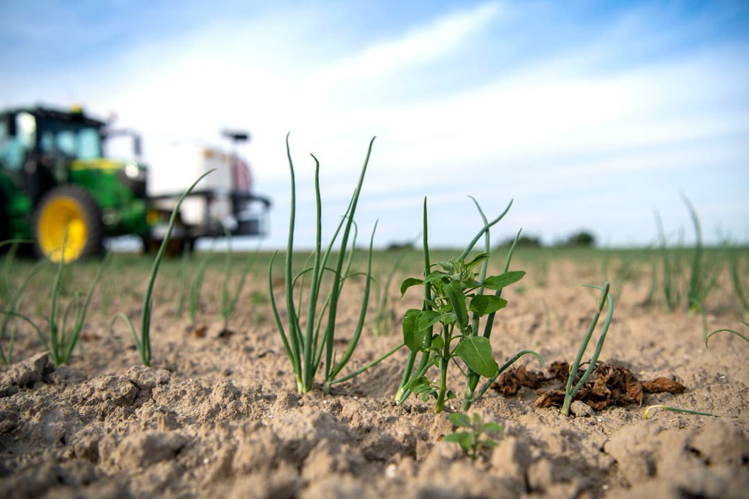 Niet iedere onkruidplant wordt bespoten als de veiligheidsmarge van 4 centimeter is ingesteld of als er een stuk gewasplant overheen hangt.
