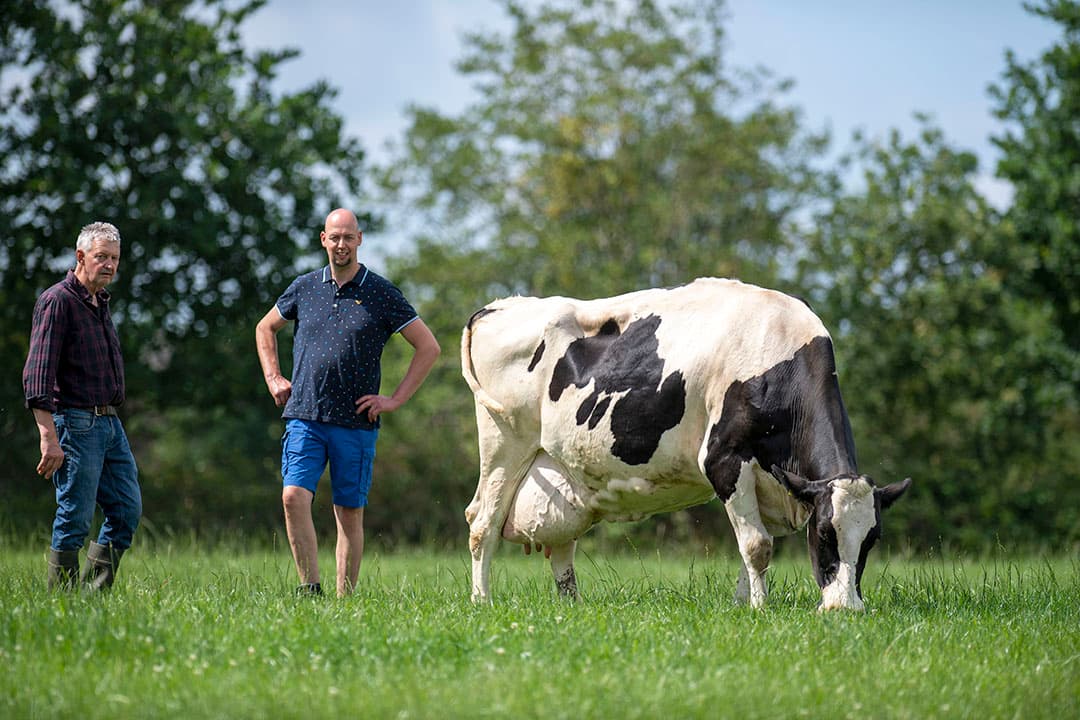Sije (66) en Henk (40) Kamstra met Grietje 29. De 14-jarige Grietje 29, is de zevende koe bij de familie Kamstra die de tienduizend kilogram-grens overschrijdt. Binnen het koppel kiest Grietje zelfverzekerd haar weg waardoor ze niet in het gedrang komt. - Foto's: Mark Pasveer