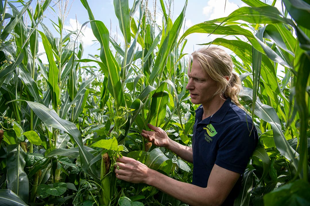 De maisteelt is gecombineerd met klimbonen. Zo hoopt Woudstra meer eiwit van eigen land te winnen, via de vlinderbloemige toevoeging.