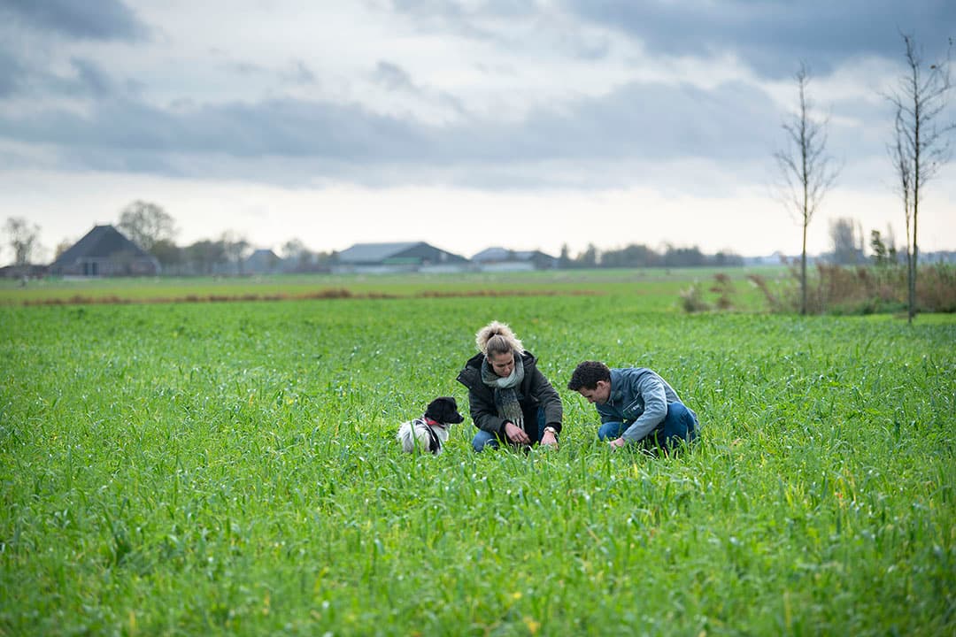 Anco en Bianca beoordelen het groenbemestermengsel. Door de late graanoogst konden ze pas in september zaaien. Het gewas blijft tot het voorjaar staan. - Foto's: Mark Pasveer