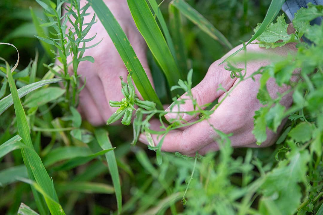 Tuinkers en deder zijn belangrijke componenten in het groenbemestermengsel. Deze zorgen voor een snelle grondbedekking.