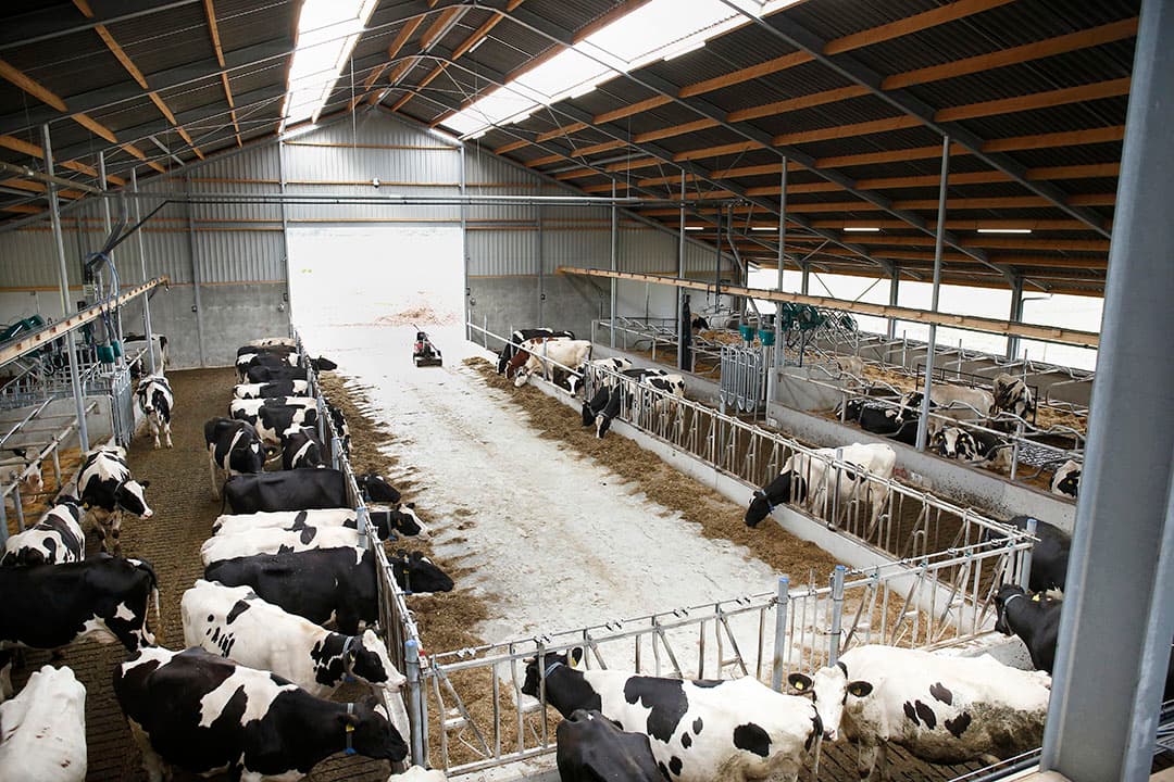 Onder de voergang is een aparte mestkelder voor de urine uit het CowToilet. - Foto's: Hans Prinsen