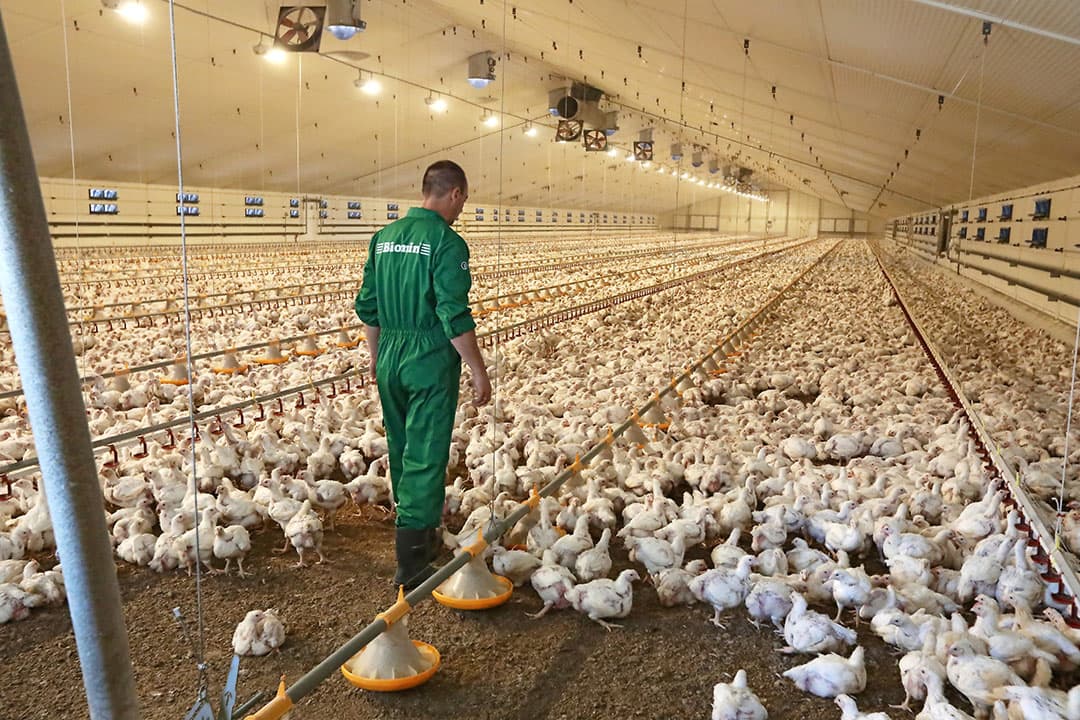 Thomsen werkt met reguliere kuikens. De laatste drie ronden miste hij de laatste 50 tot 100 gram. Dat probleem speelt bij alle voerleveranciers, toont de openbare technische database.