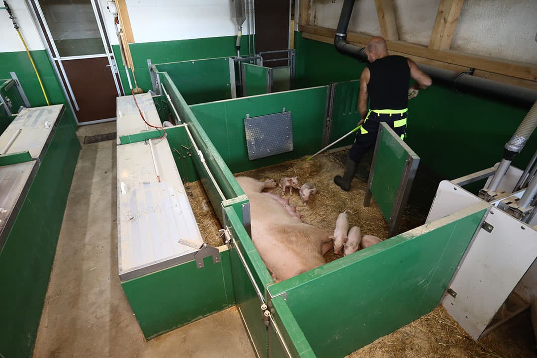 Het kraamhok is 8 m2 en heeft voor de zeug duidelijke functiegebieden. De biggen hebben een temperatuurgestuurd biggennest. - Foto's: Henk Riswick