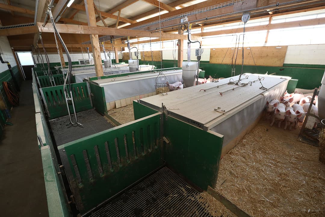 Ook de gespeende biggenafdeling is uitgevoerd met verwarmde onderkruipen. De afdelingstemperatuur is 15 graden, onder de platen 28 graden.