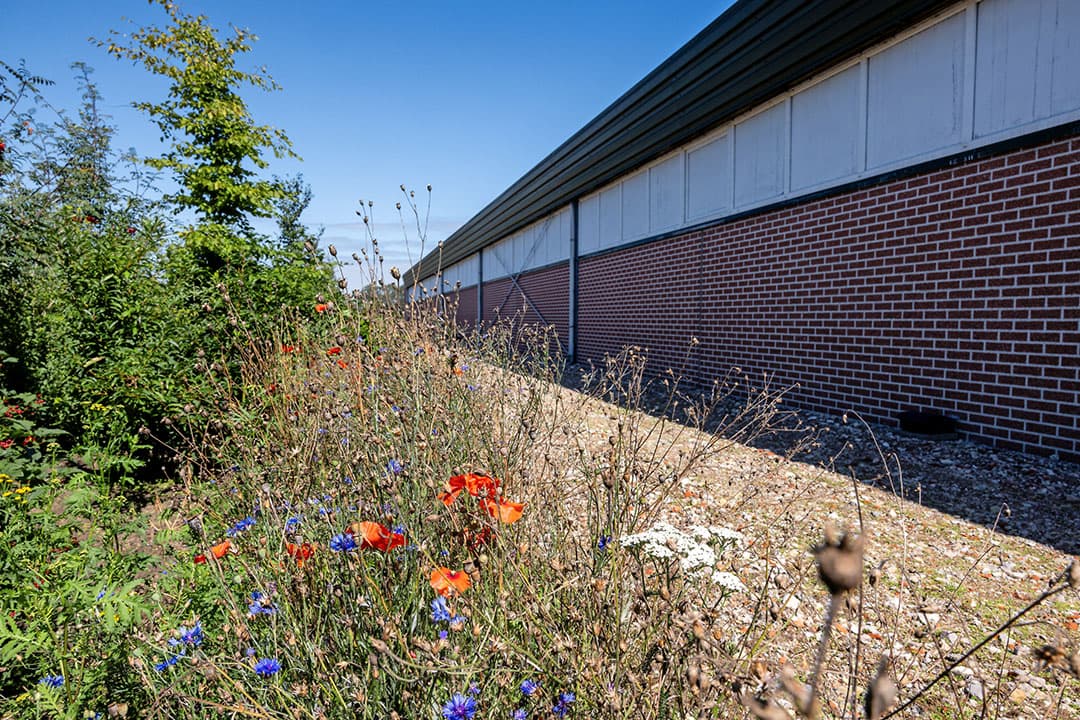 natuurlijke ongediertebestrijding