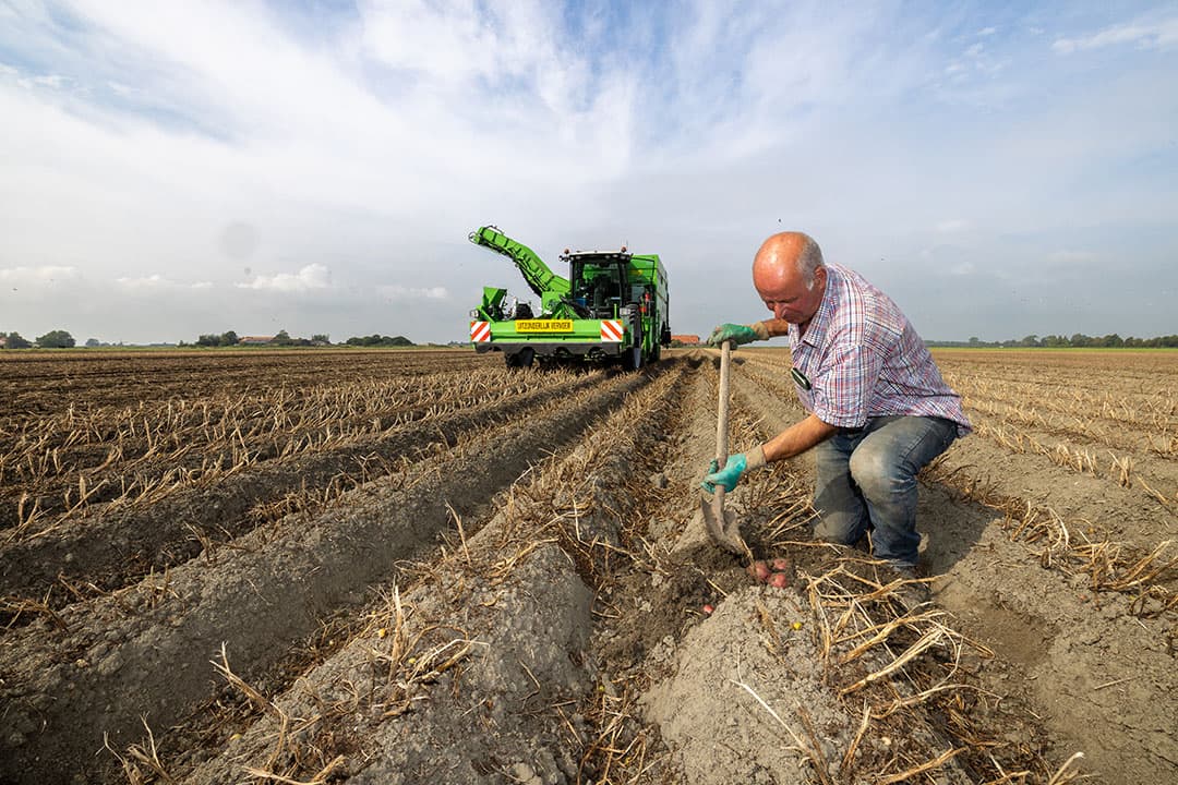 Medewerker Cees den Boer graaft wat knollen op op het perceel in Kerkwerve. Juist het ras Rudolph heeft het qua knolaantal goed gedaan.