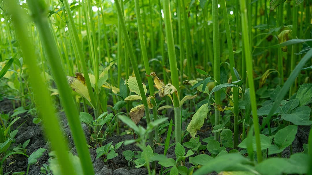 Vezelhennep is een duurzame teelt, het vraagt slechts 30 kuub dierlijke mest en heeft geen gewasbescherming nodig. Onkruid verdwijnt snel door snelle groei van hennep. - Foto: Galama Media