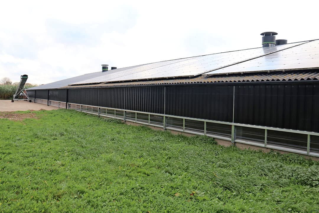 De biostal is met 29 meter verlengd. Op het bestaande gedeelte en op de oudste stal liggen 406 zonnepanelen. Die voorzien in 105% van de energiebehoefte. Achter de stal is nog net iets te zien van een blok olifantsgras in de uitloop. - Foto's: Hans Bijleveld