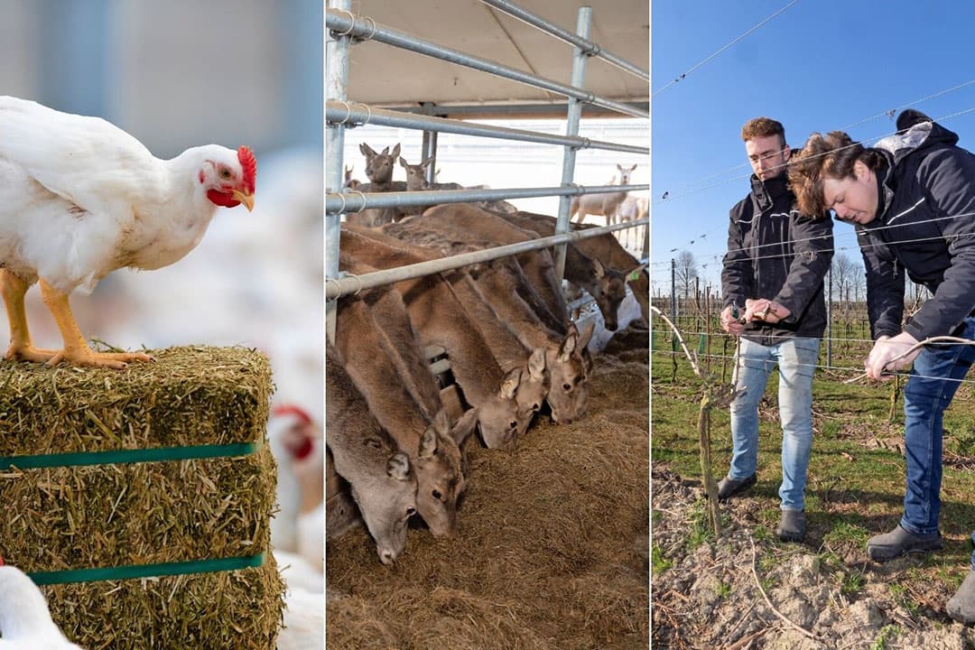 Foto's: De Zeeuwse Kip en Peter Roek