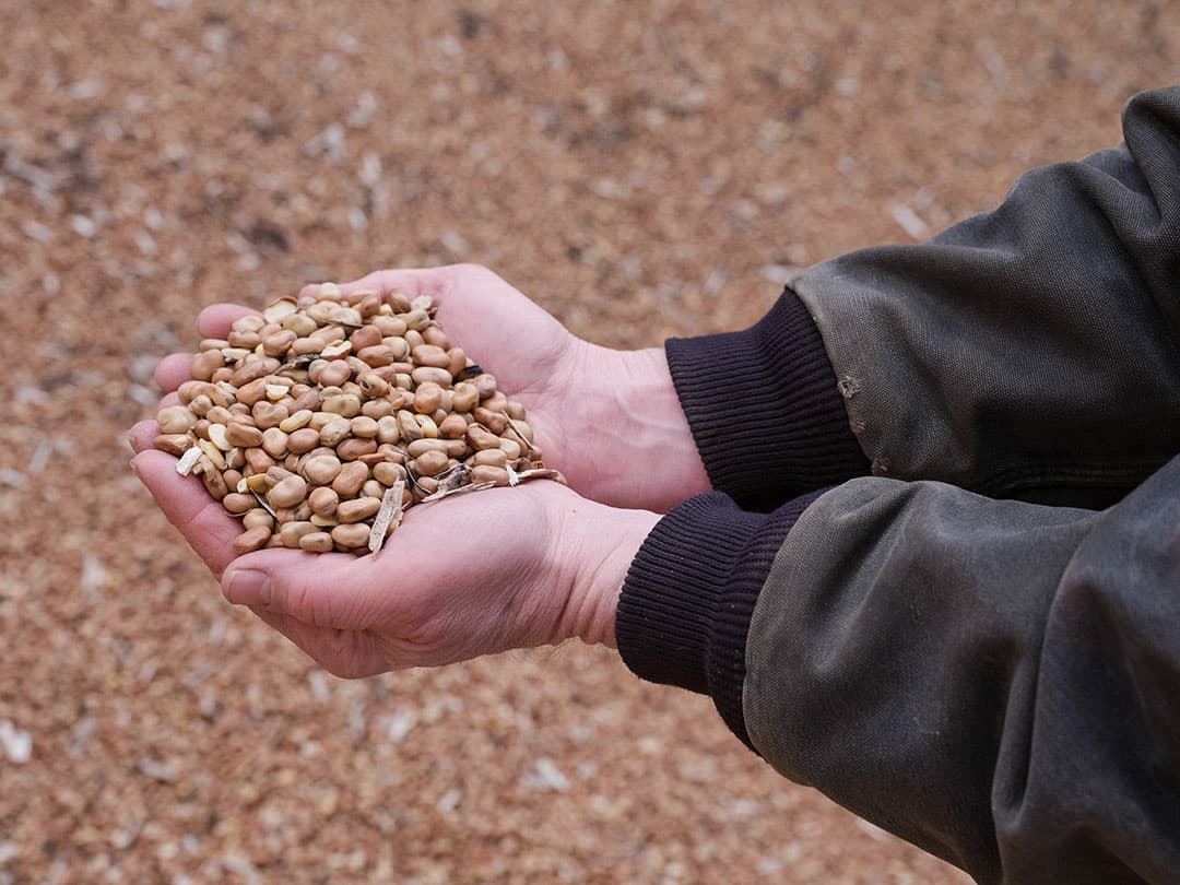 Sinds 3 jaar teelt het Groningse bedrijf ook veldbonen om meer eiwit van eigen land te halen. Er staat 14 hectare winterveldbonen, waarvan 4 hectare vermeerdering voor Agrifirm.