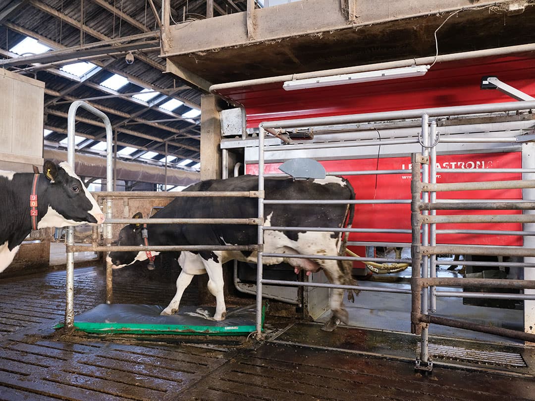Met de AutoHoofClean-doorloopmat van Schippers zorgen de maten voor een geautomatiseerde preventie van klauwgezondheid.