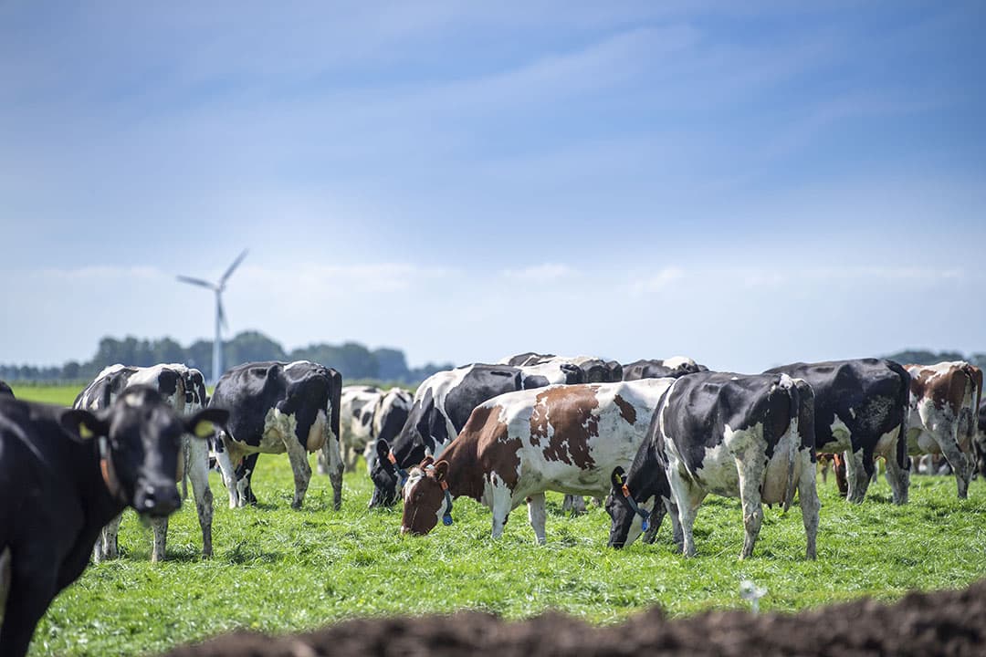 beter leven 1 ster melkveehouderij