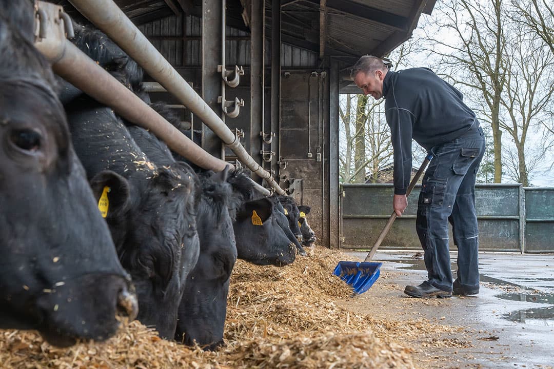 Johnny van Raak schuift het voer in de stal aan. De Angussen vreten 5 à 7 kilo per dag minder dan Belgisch Witblauwen. - Foto's: Bert Jansen