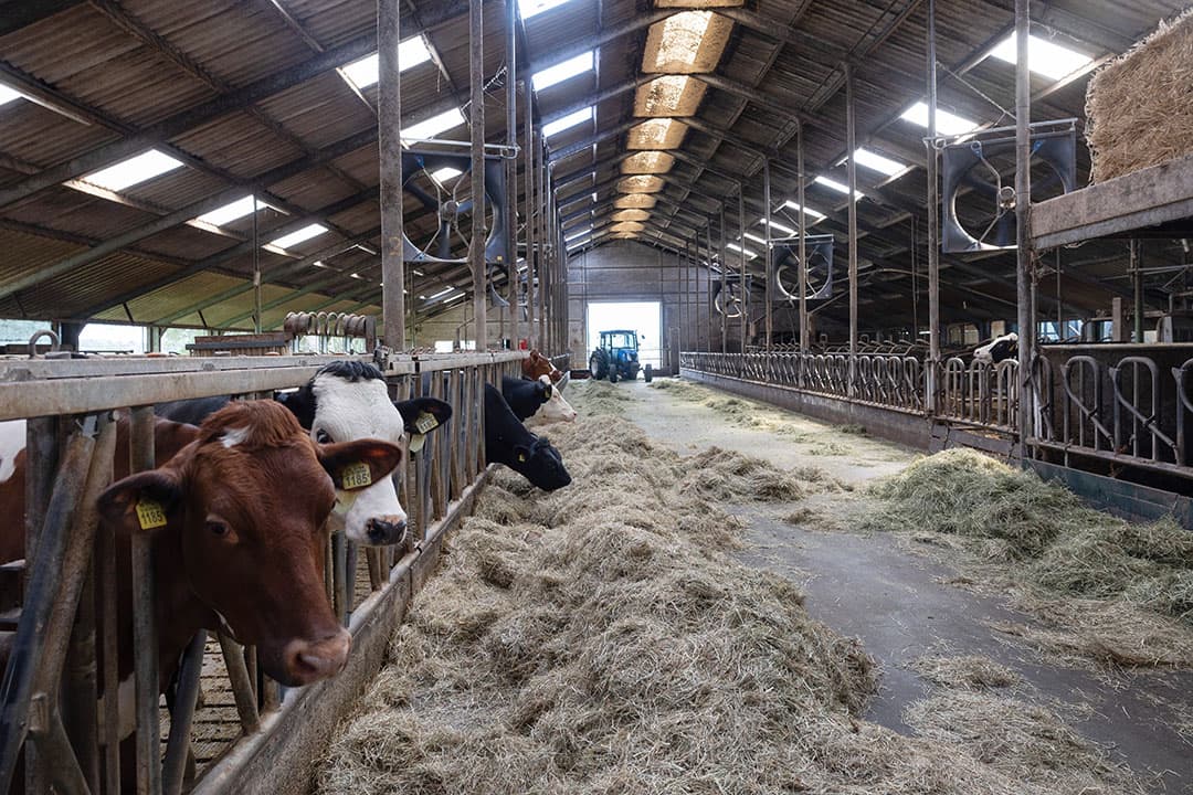 Het hooi wordt ook in de zomer gebruikt als bijvoeding naast vers gras uit weidegang en zomerstalvoeren.