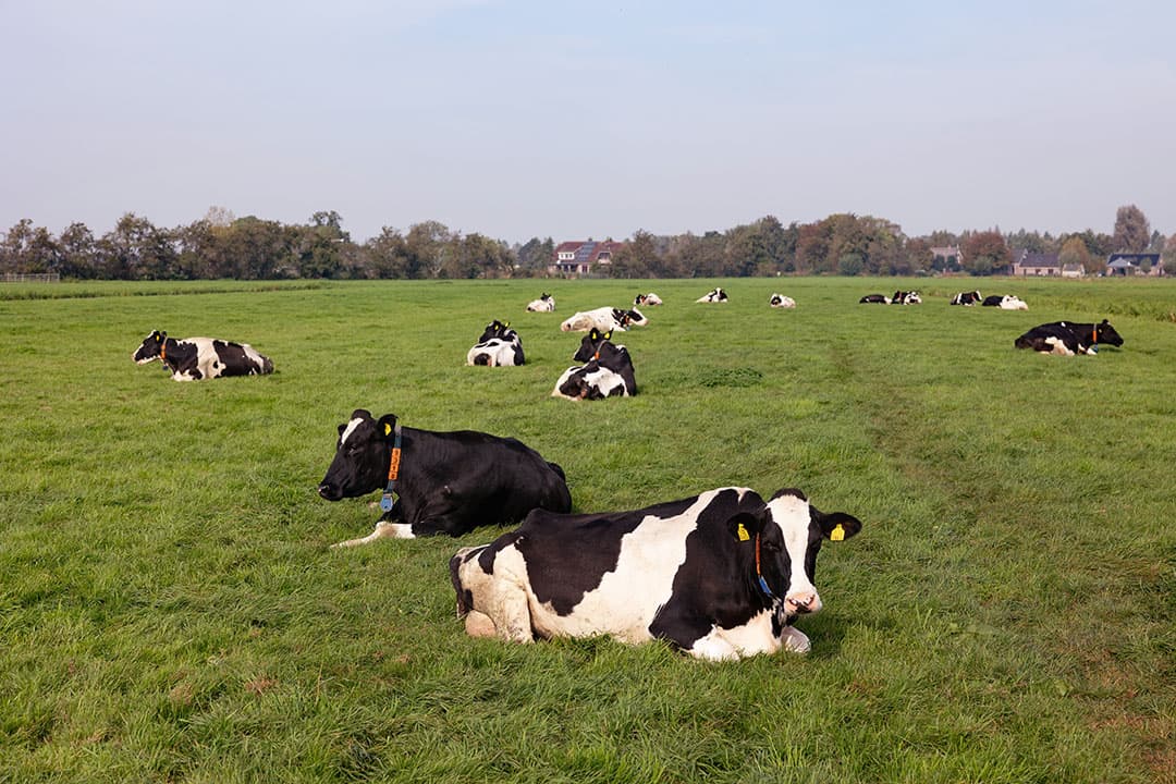 Plomp combineert melk-, voer- en maairobots met weidegang. Het ritme van de Vector en Exos is aangepast op de momenten dat koeien graag weiden.