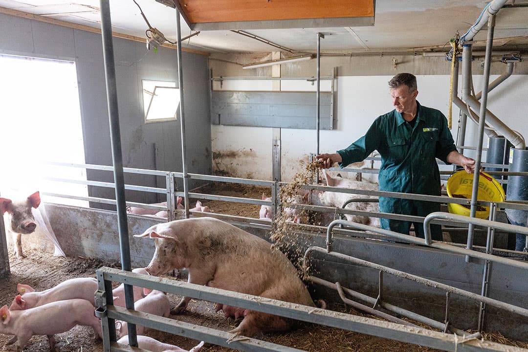 De varkens krijgen dagelijks mais. De dieren zijn nog steeds SPF ondanks dat ze al een jaar in de buitenlucht komen. - Foto's: Herbert Wiggerman