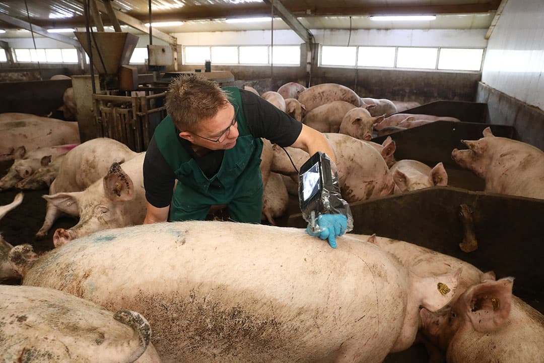 De dragende zeugen worden in de groep op 18 dagen, op vier weken en op zes weken in de dracht gescand. - Foto's: Henk Riswick