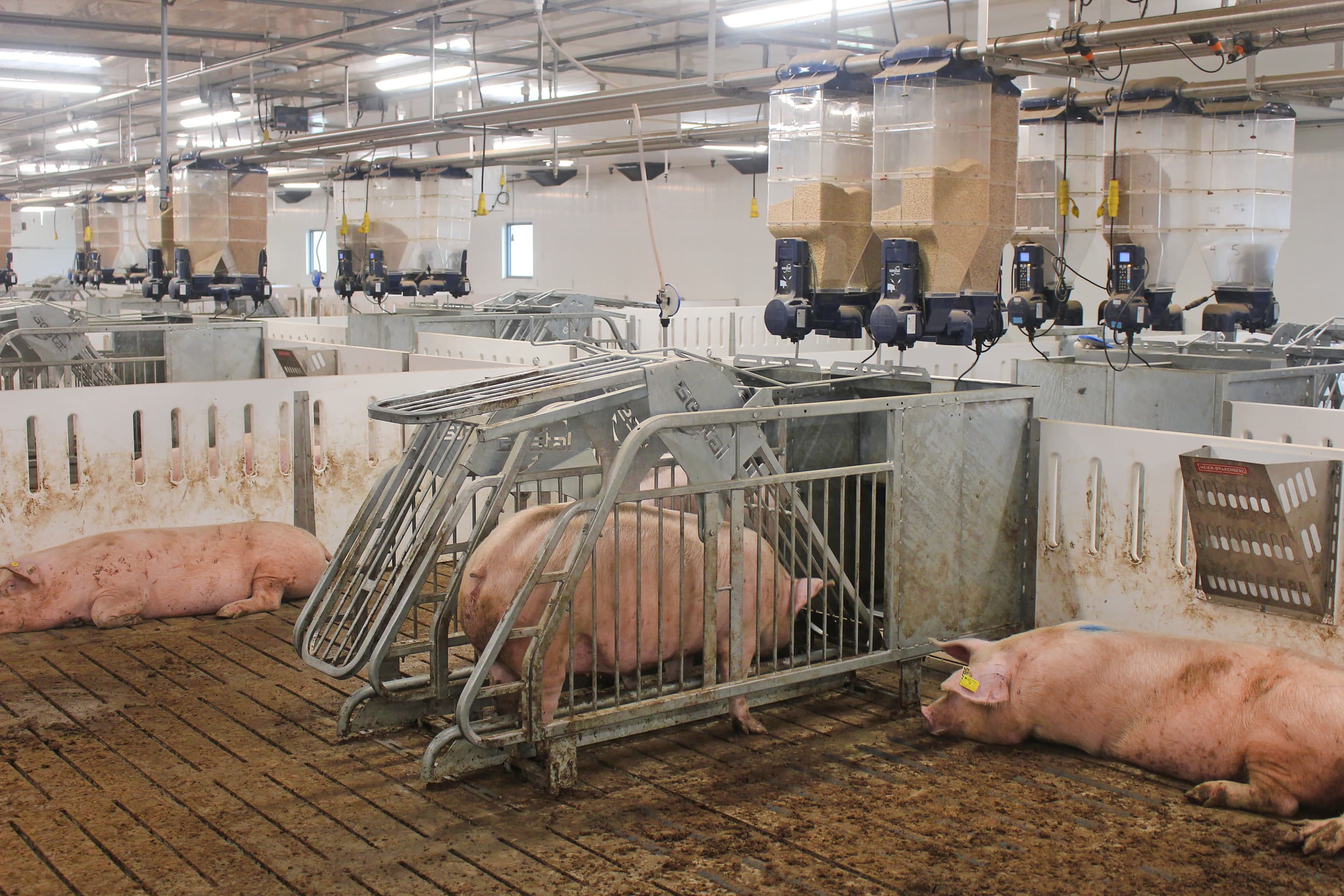 De stal voor drachtige zeugen is voorzien van voersystemen van Gestal. – Foto’s: Vincent ter Beek