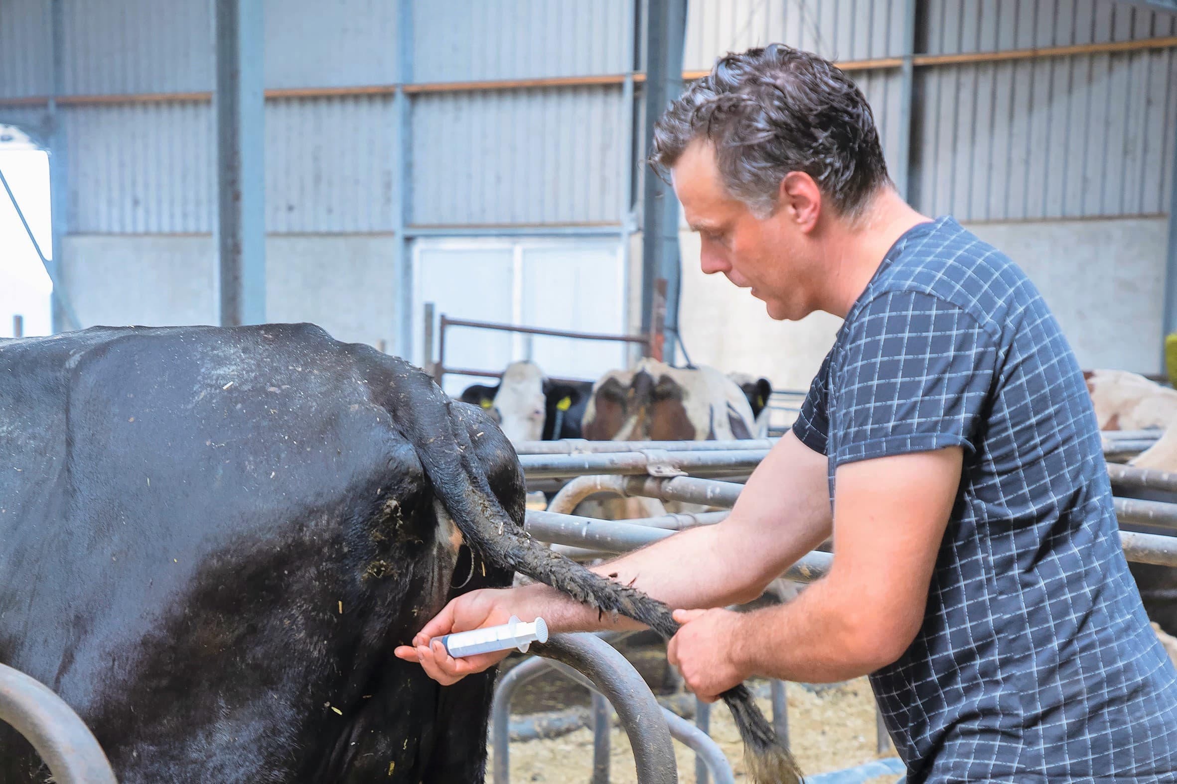 Paul van de Ven heeft nog steeds veel zieke koeien en vaarzen. Hij probeert de zieke dieren zo goed mogelijk te ondersteunen. Hij dient een antimicrobieel middel toe aan een vaars met tussenklauwontsteking. Foto: Hans Banus