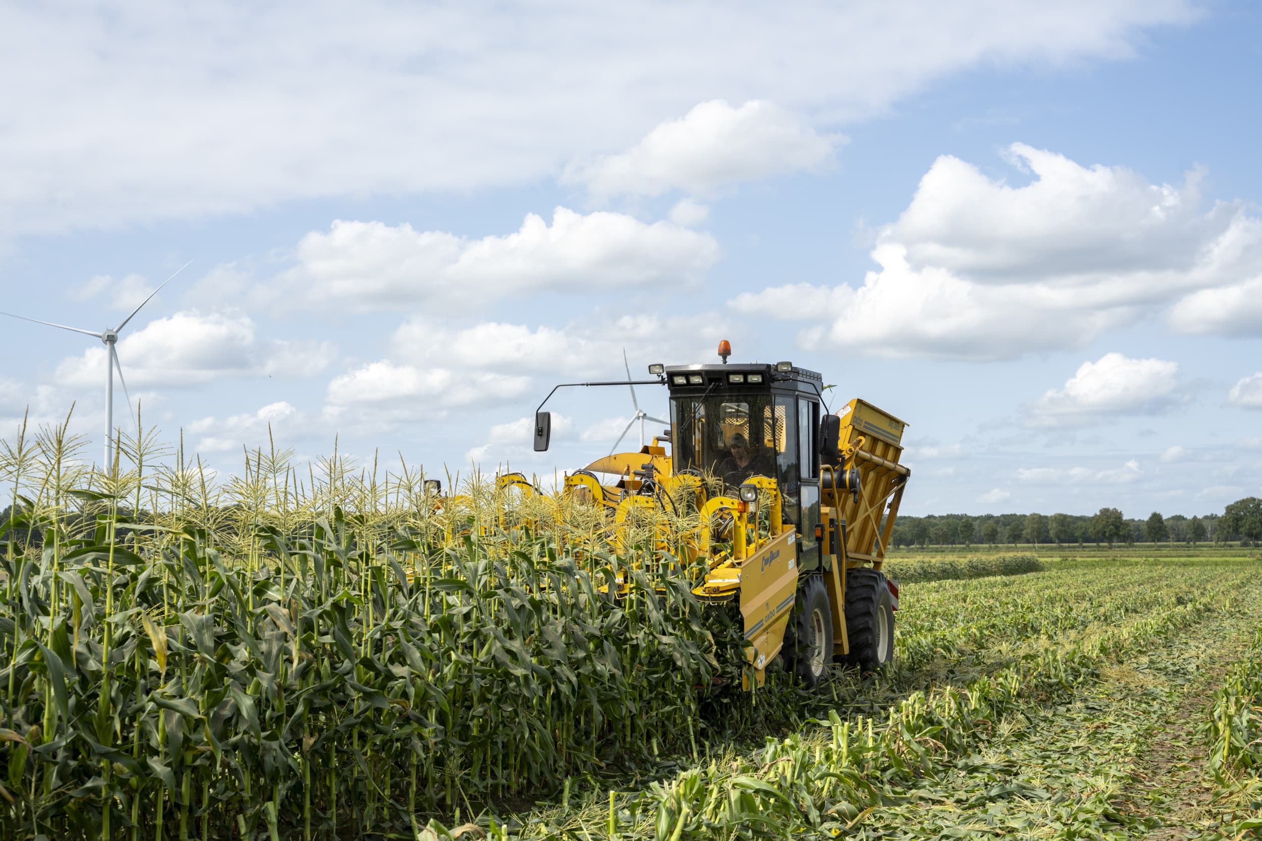 De plukmachine kocht Giel Hermans in de Verenigde Staten. De machine gebruikt hij alleen in Nederland, in het buitenland verloopt de oogst handmatig. – Foto’s: Bram Becks