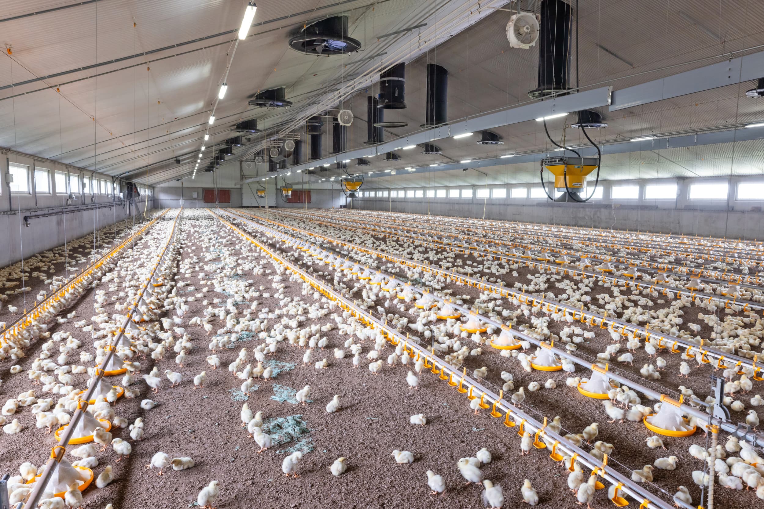 Familie Van Laar in het Overijsselse Hoogenweg blijft op beide locaties produceren voor de gangbare markt. De ondernemers zien het op dit moment niet zitten om hun bedrijfsvoering drastisch om te gooien en stallen aan te passen. – Foto's: Koos Groenewold