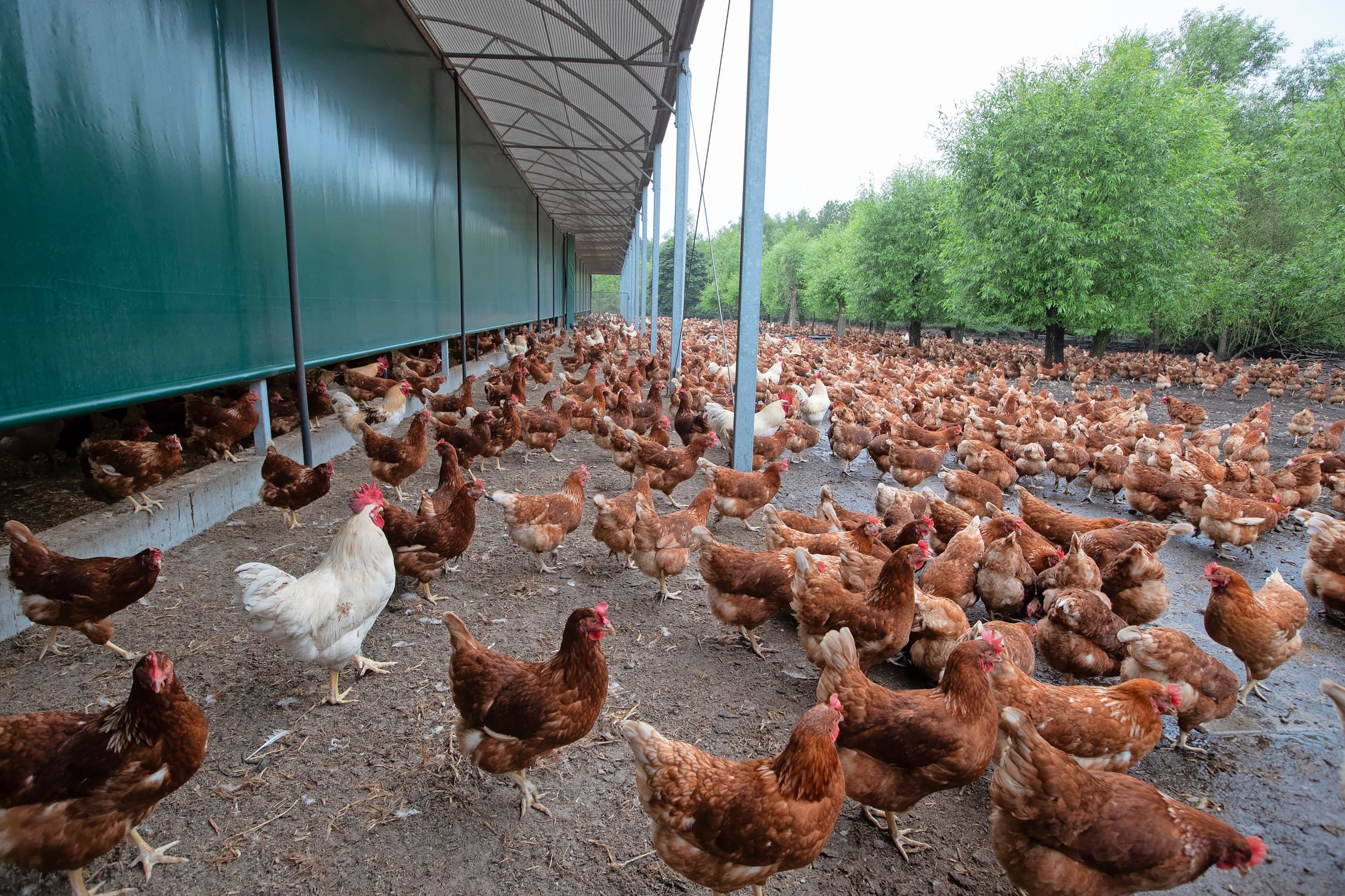 Met 3.000 hennen runnen Kees en Jolanda Sijbenga een van de kleinste commerciële legpluimveebedrijven. De buitenuitloop spreekt tot de verbeelding. De uitloop omvat 1,7 hectare en is ingericht met talloze soorten bomen en struiken. – Foto's: Hans Banus