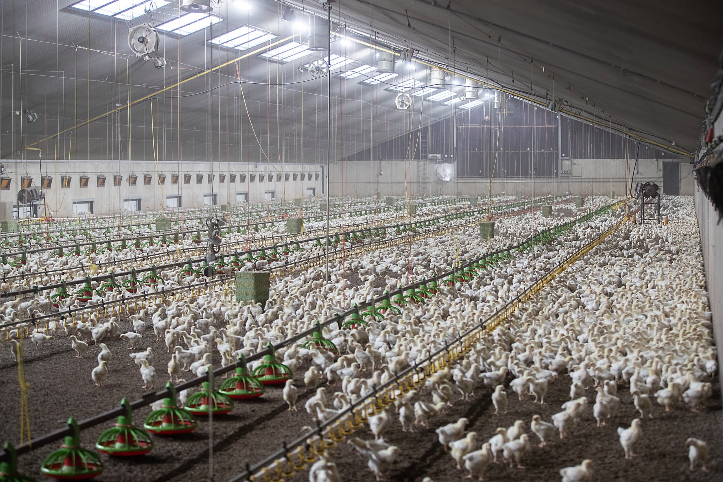 In 2024 zijn de vleeskuikens overgegaan van gangbare kuikens naar 1 ster vleeskuikens. Daardoor leven ze langer, krijgen meer ruimte per kuiken en minder geneesmiddelen. De uitval is aanmerkelijk gedaald. Foto’s: Hans Banus