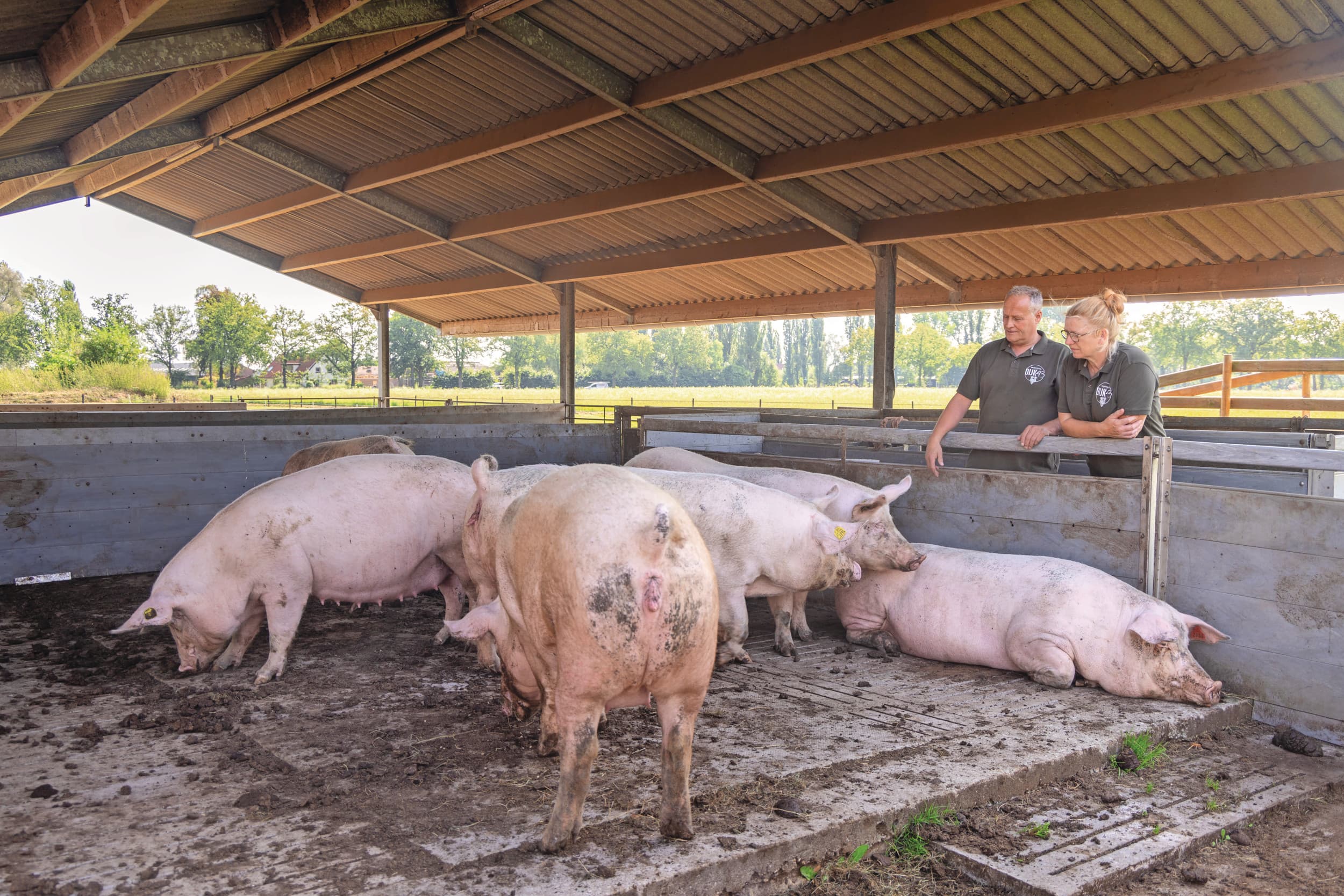 De varkenshouders Tonnie en Wilma Veldhuis hebben hun eigen concept ontwikkeld, waarbij aspecten uit de gangbare en biologische sector zijn verenigd. Drachtige zeugen en vleesvarkens hebben een buitenuitloop. Foto: Koos Groenewold