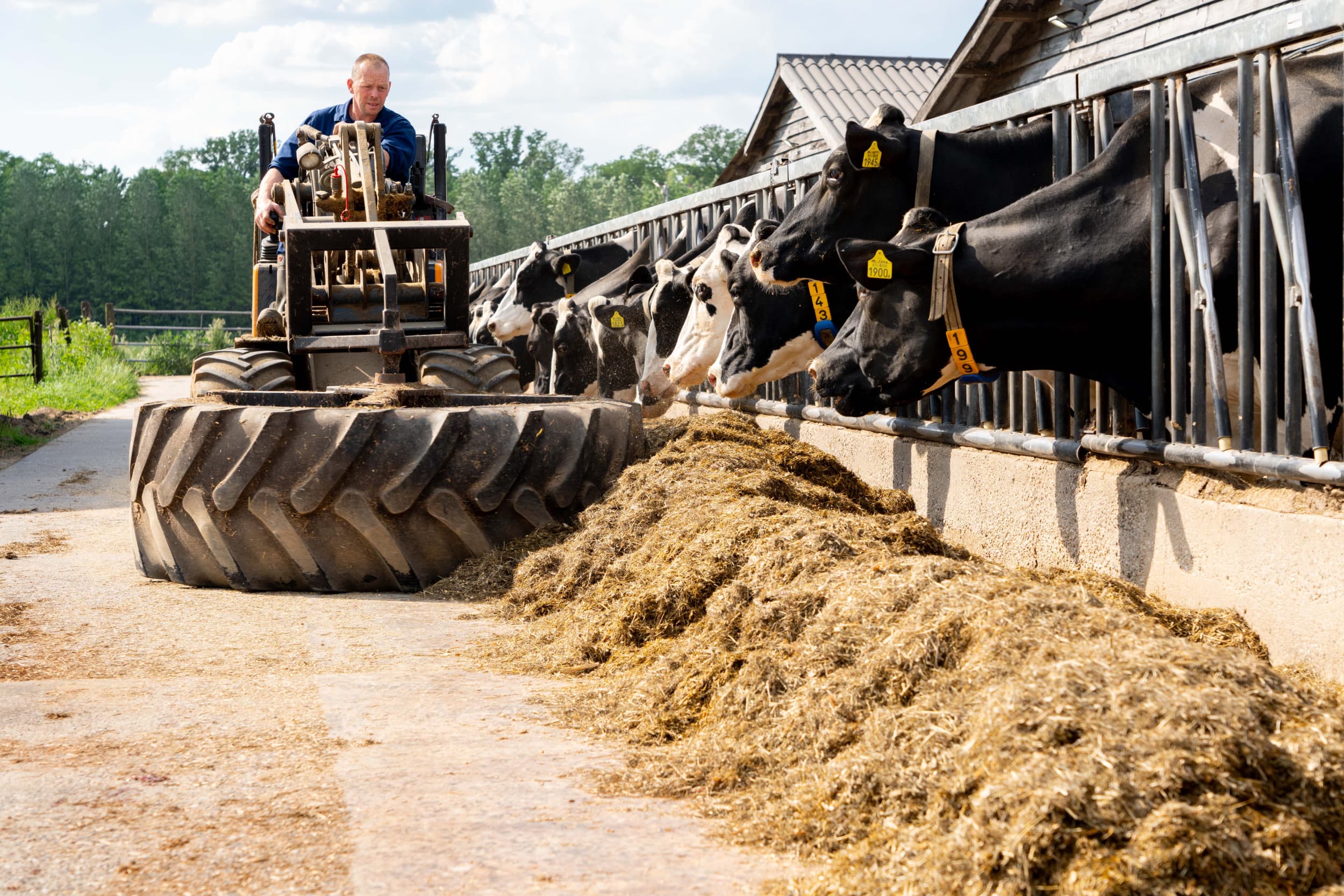 Binnen zijn er onvoldoende vreetplaatsen. Daarom is ook aan de buitenzijde van de stal een flink voerhek gemaakt waardoor alle koeien kunnen vreten. Buiten voeren vraagt wel wat van het management van de veehouder. – Foto’s: Jan Willem Schouten
