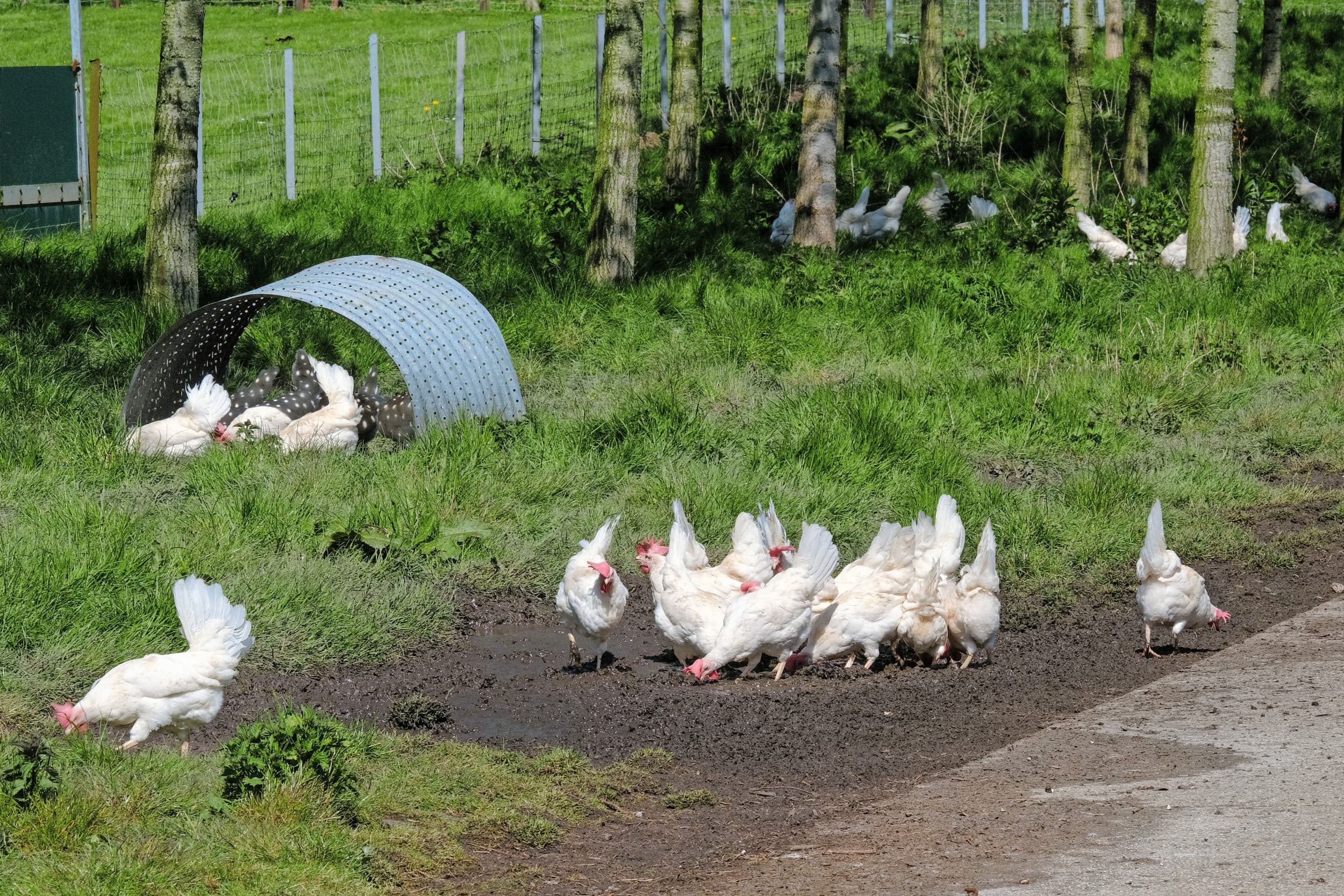 vrije-uitloopeieren duurzame landbouw