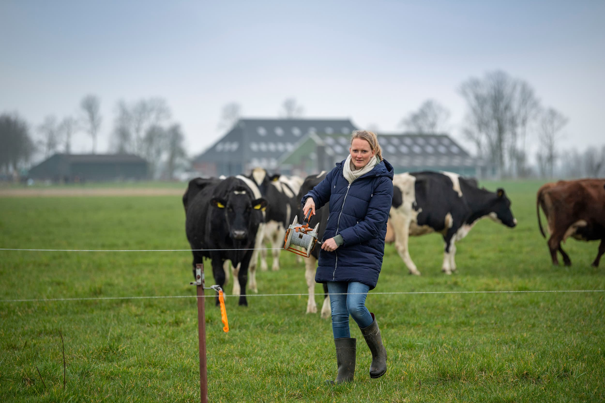 Agnes de Boer verzet op 12 maart de draad om haar koeien een nieuw stuk weide te geven. Maximale weidegang is de basis van de nieuwe bedrijfsfilosofie van De Boer. – Foto’s: Mark Pasveer