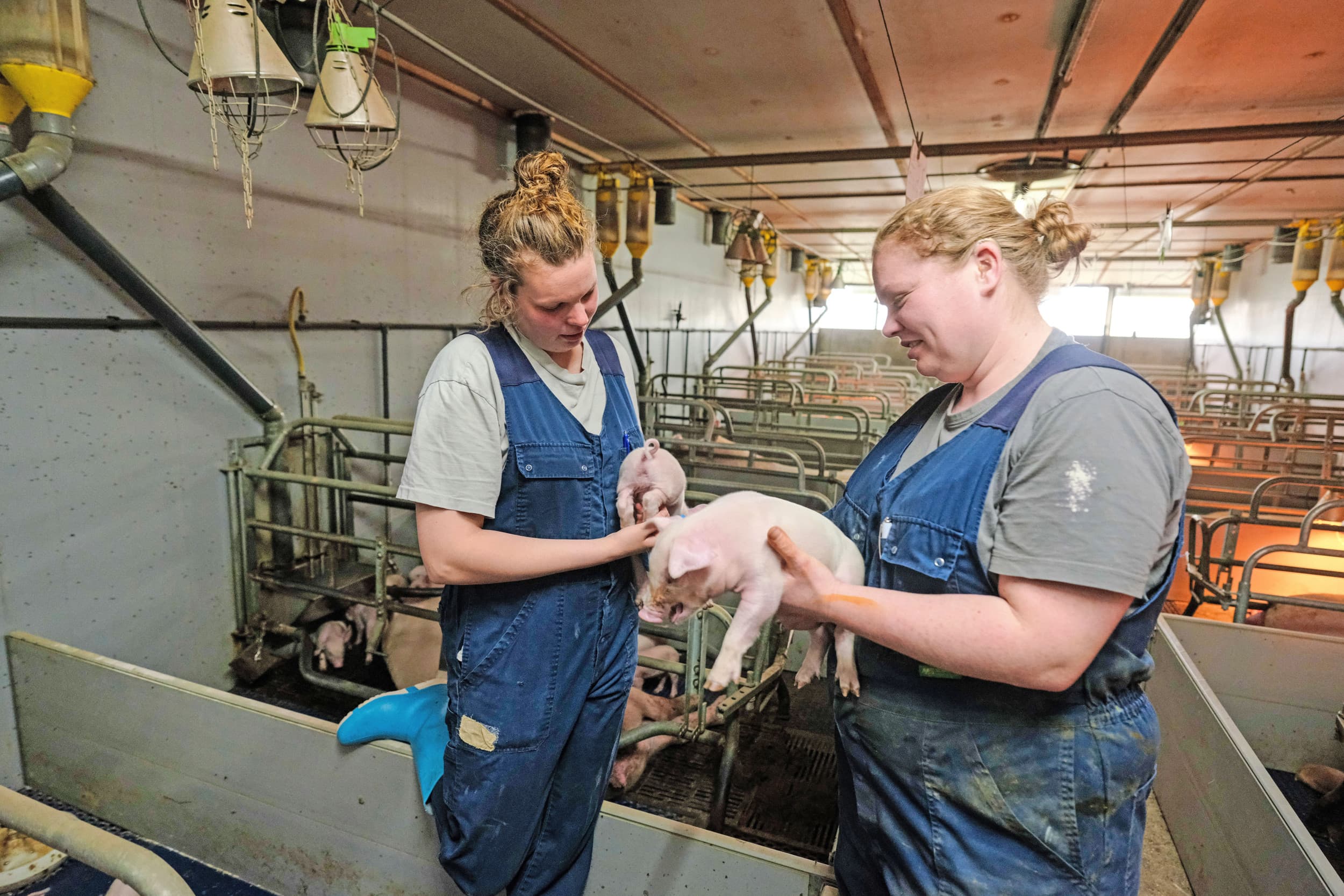 lange staarten bij varkens